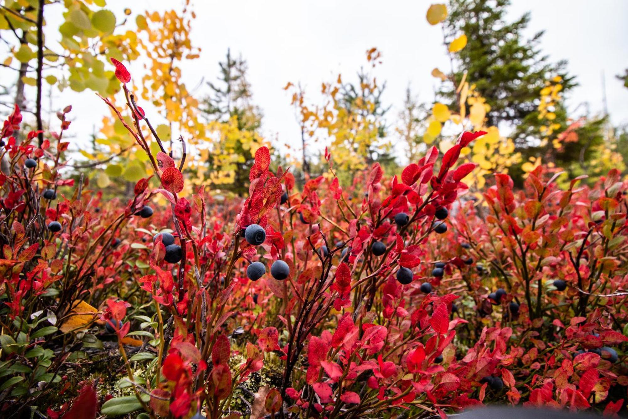 Blueberry Lodge 5 Personnes Mjolan ภายนอก รูปภาพ